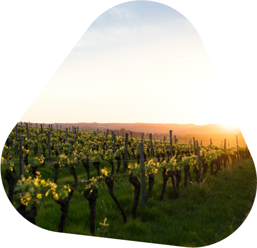 FMS для виноградарства и виноделия